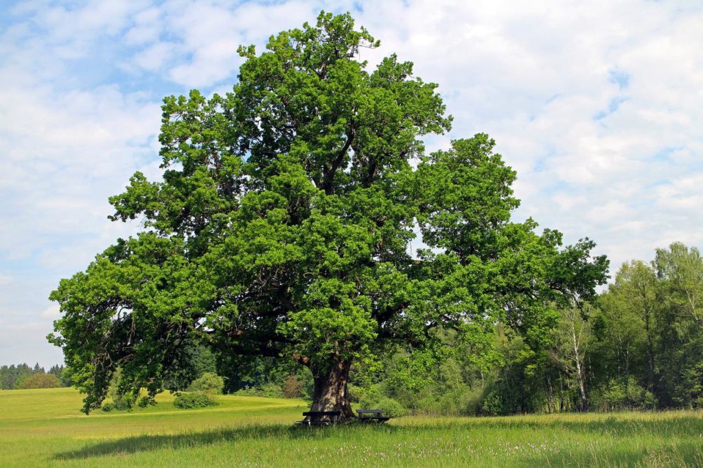Lebensbaum - Eichenbaum
